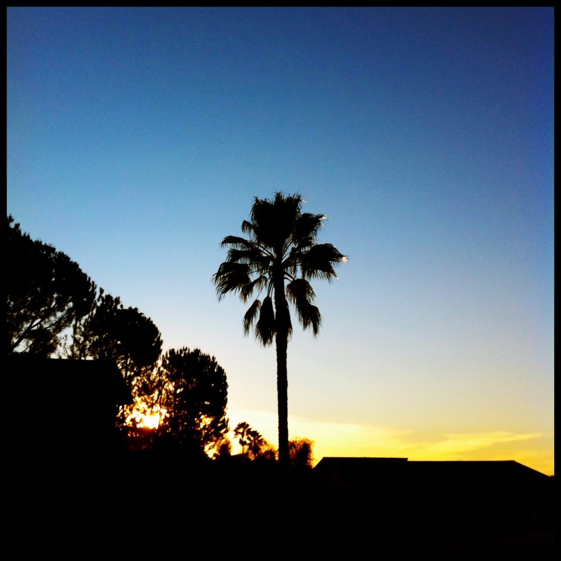 Palm Tree Sunset