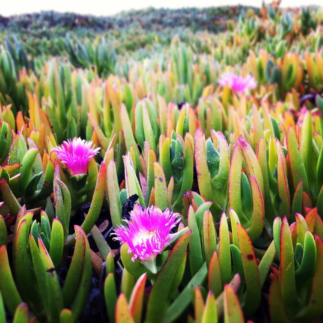 Beach Dune Flowers