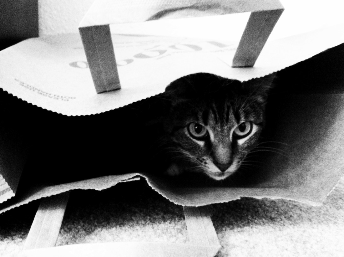 Beau in Bag